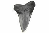 Fossil Broad-Toothed Mako Tooth - South Carolina #214594-1